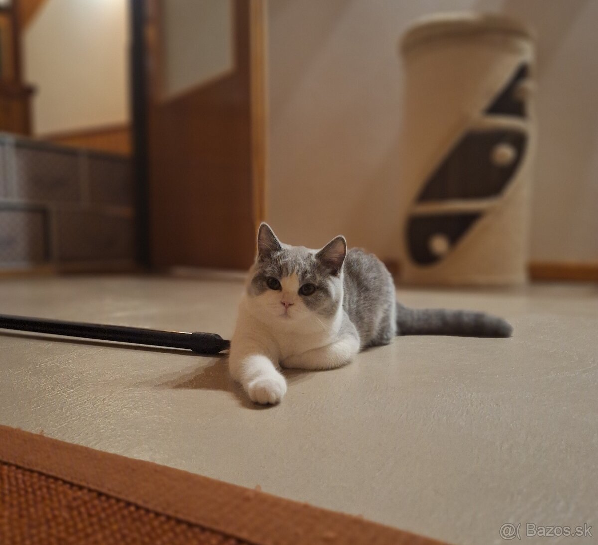 Britská bicolor mačička s PP už k odberu - 4