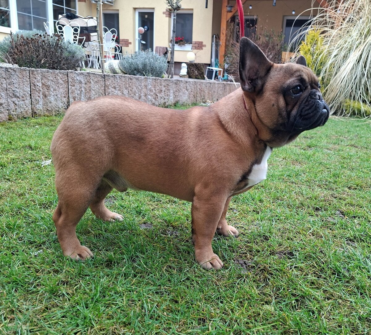 Francouzsky buldoček s PP - psík - 4