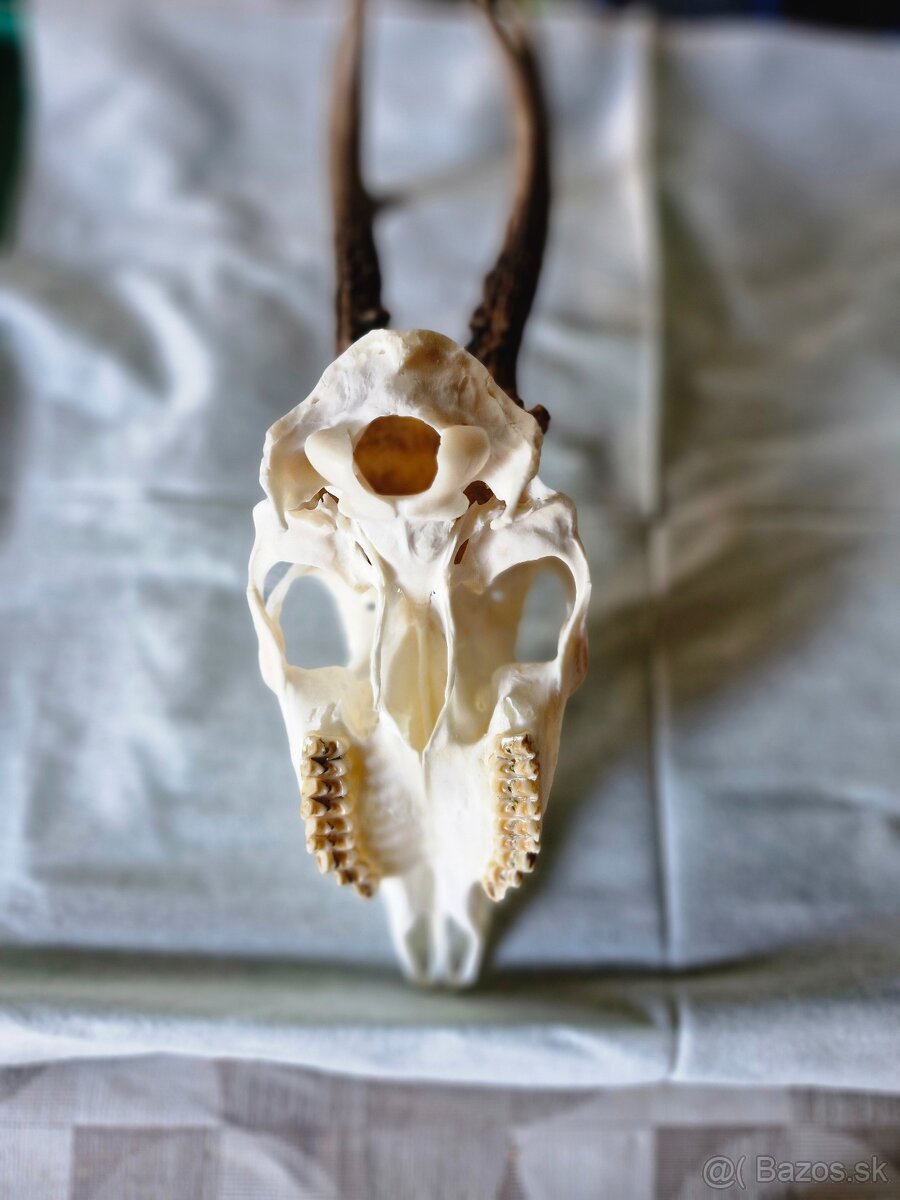 Poľovnícke trofeje - 4