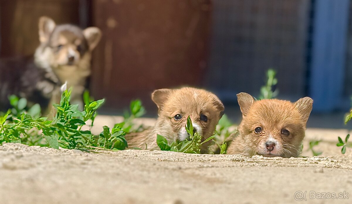 Corgi - 4