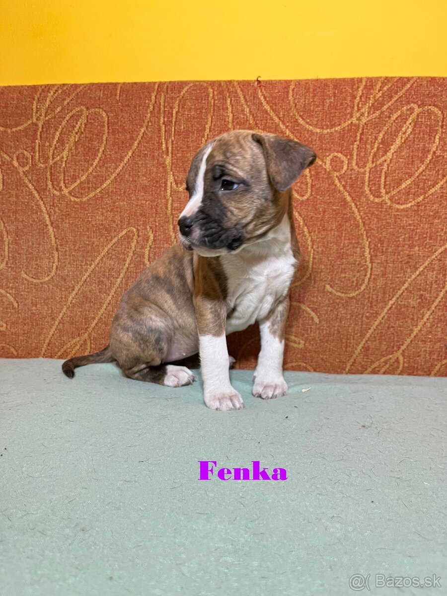 Americky Stafordšírský Terier šteniatka s PP - 4