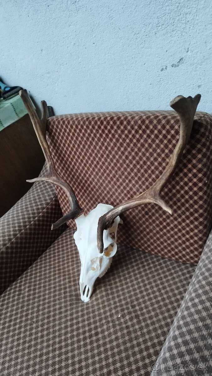 Predám trofej Daniela parožie zhody trofeje. - 4