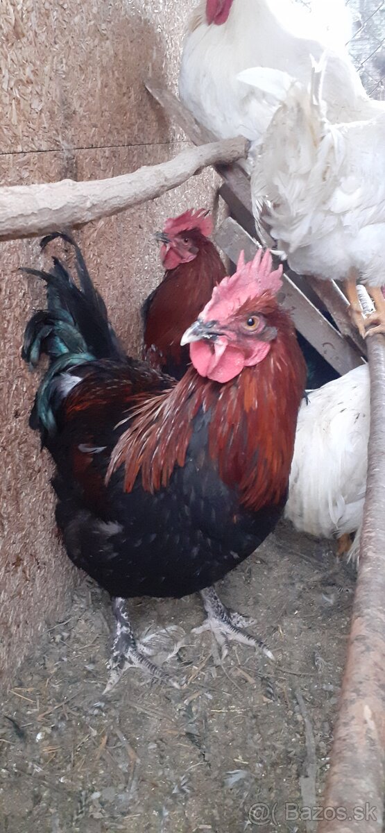 Kohúti maranské medenokrké - 4