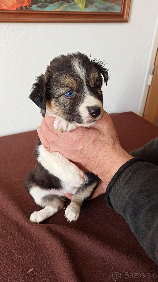 Border kólia trikolór - 4