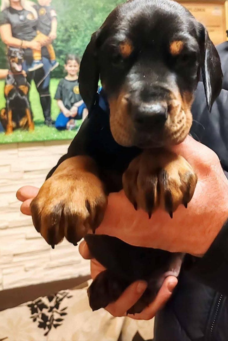 Doberman šteniatka na predaj XXL veľké plemeno - 4