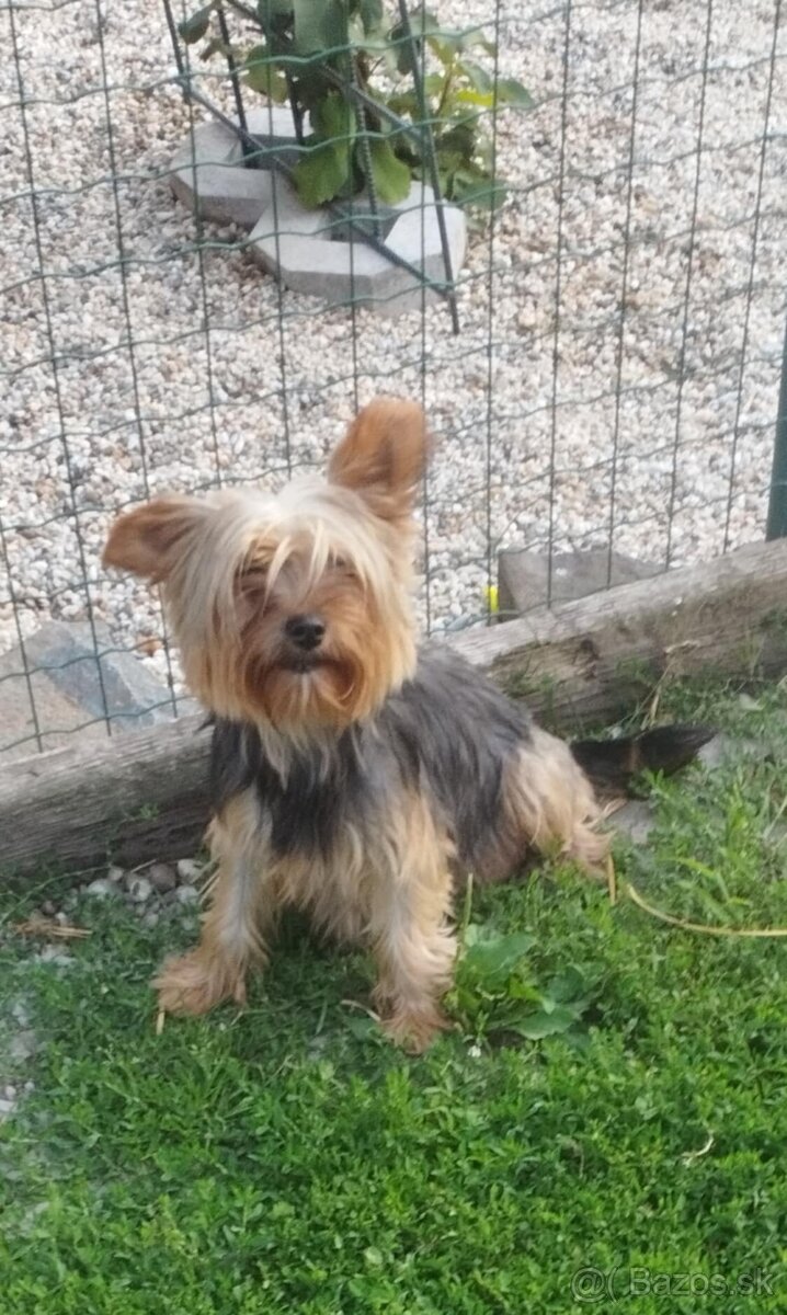 Yorkshire terrier, yorkshirsky terier, york - 4
