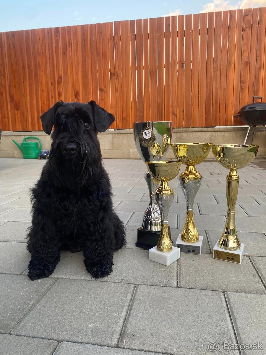 Bradač malý čierny s rodokmeňom - 4