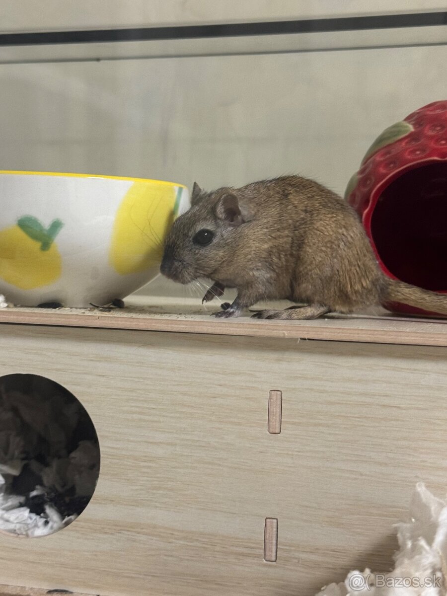 Pieskomily- darujem - 4