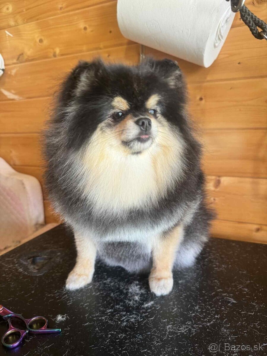 Predám pomeranian fenka - 4