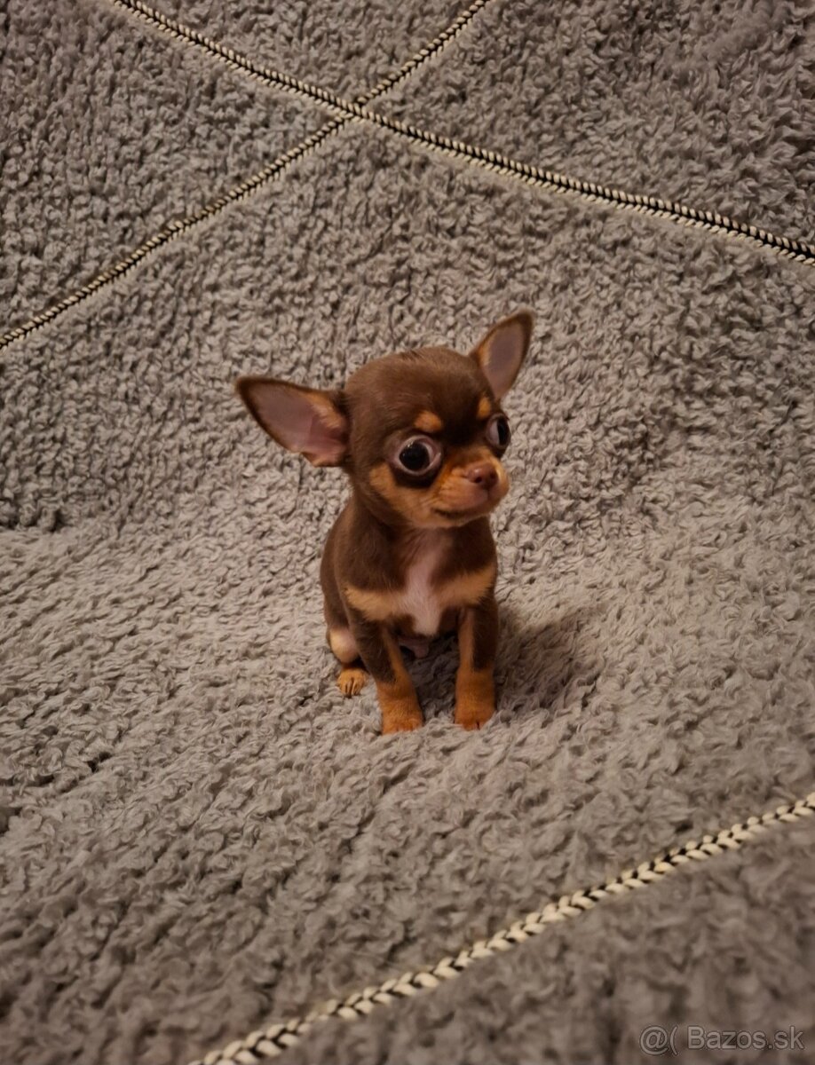 čivava-čokoládové šteniatka - 4