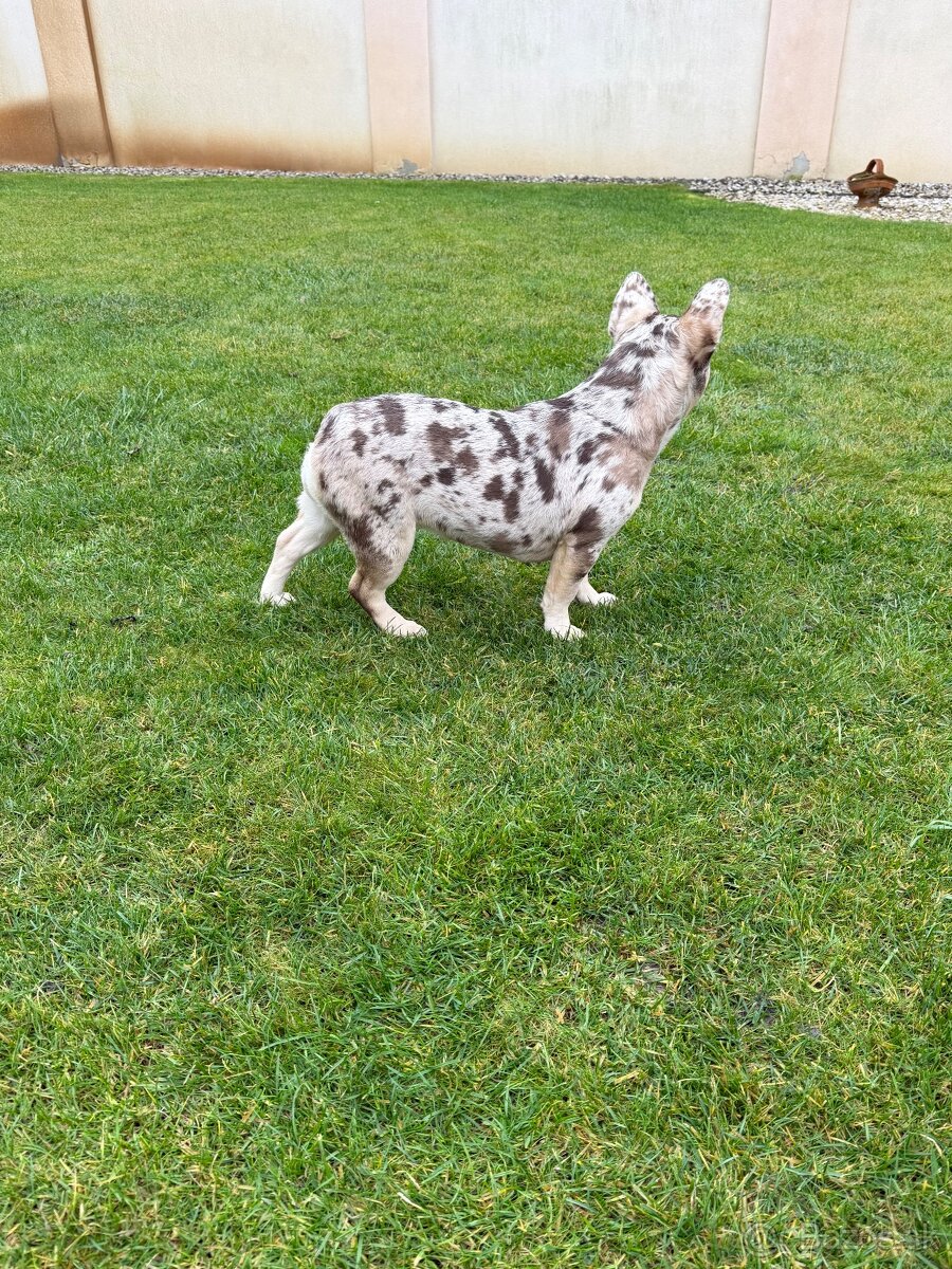 Francuzsky buldoček rojo tan merle fenka - 4