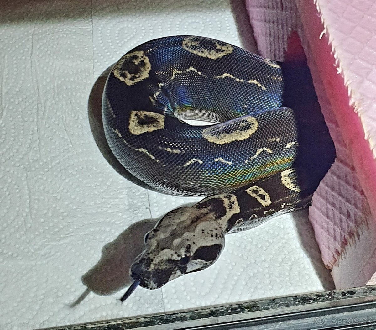 Veľhad královský - 4