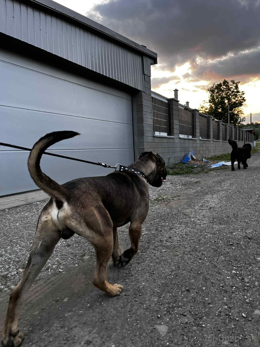 Cane corso na krytie - 4