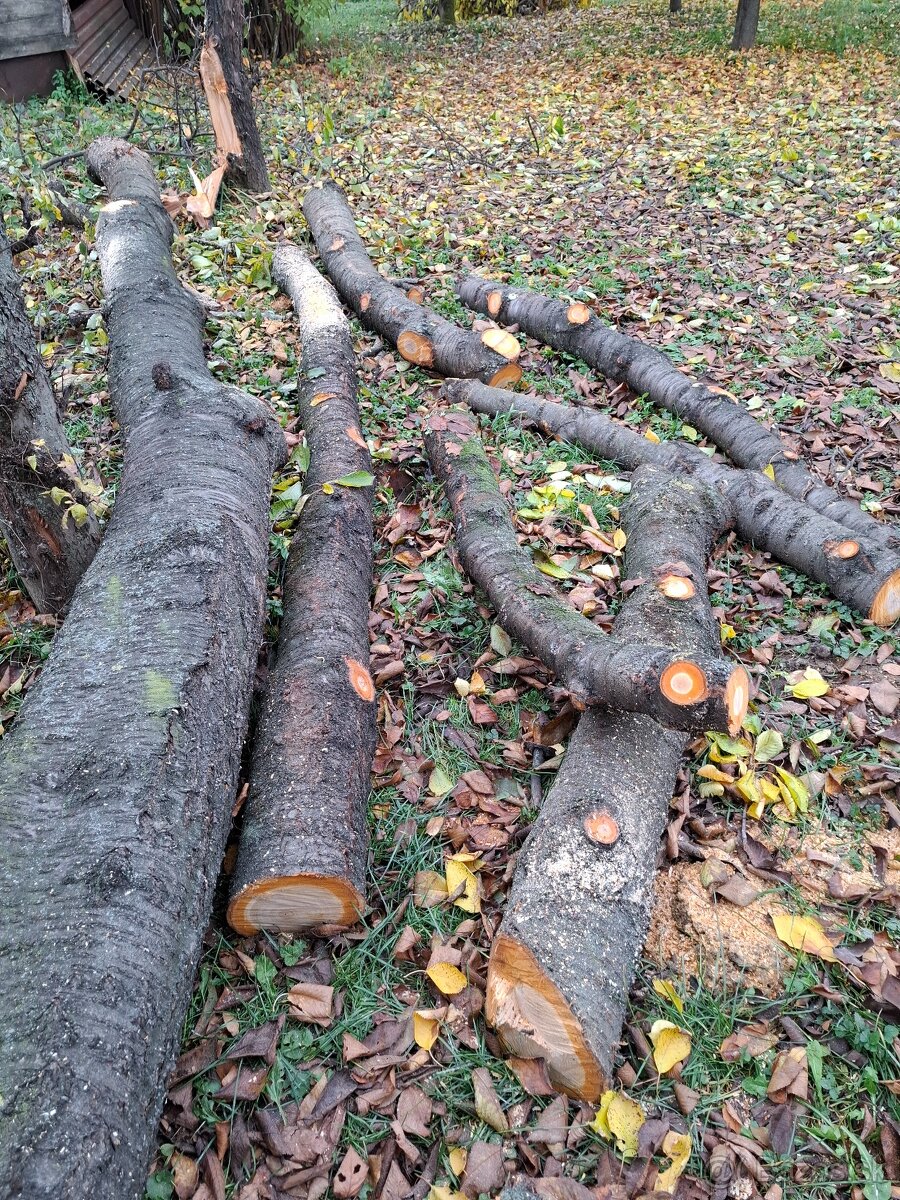 Čerešňove drevo v surovom stave guĺatina - 4