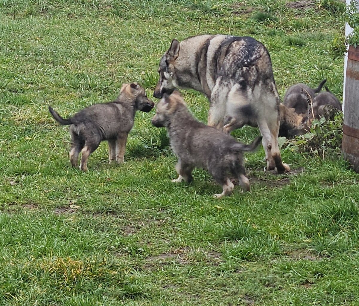 Československý vlčiak - 4