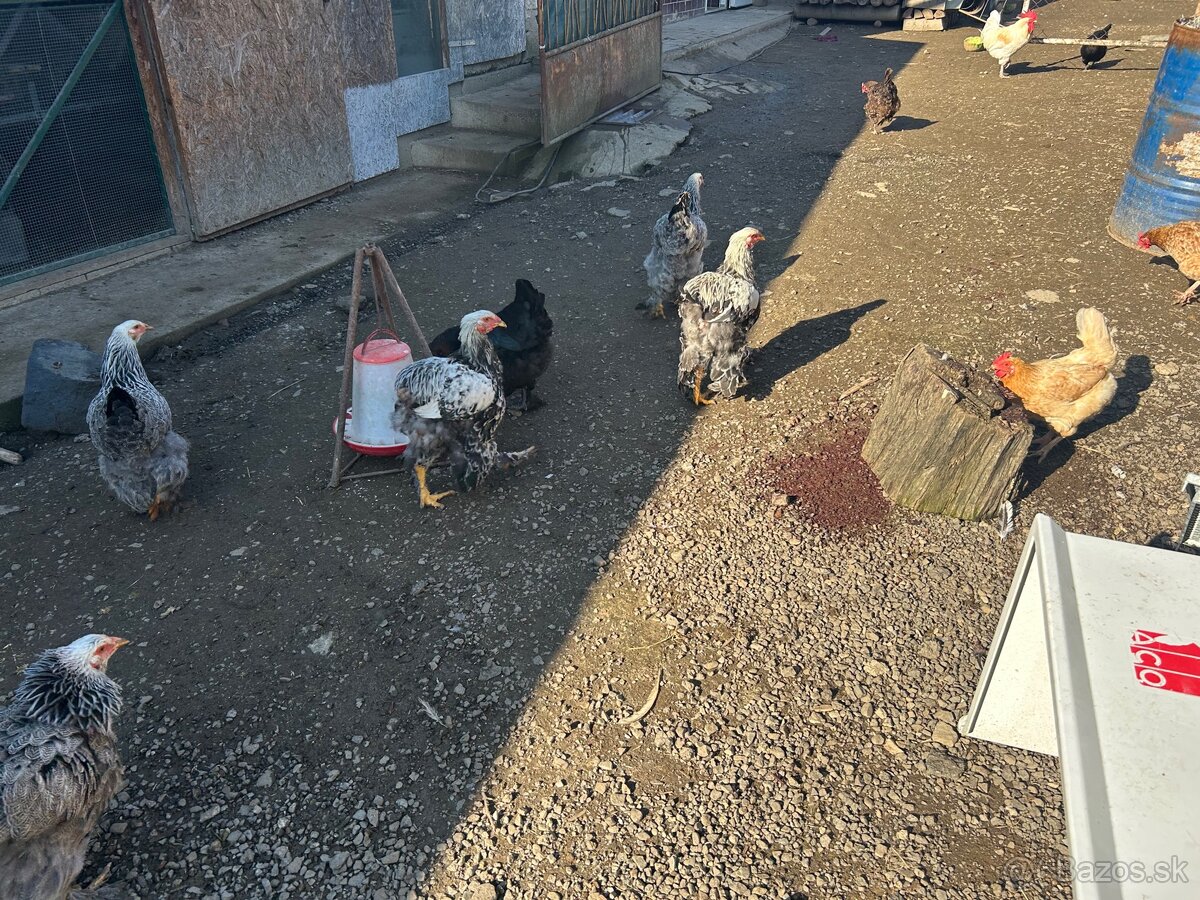 Predám kohúta - 4