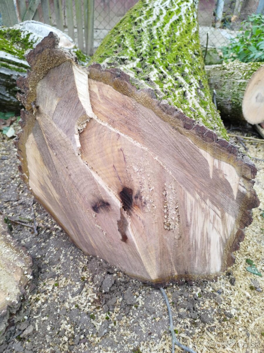 Kmeň stromu Orech cena ZNÍŽENÁ CENA - 4