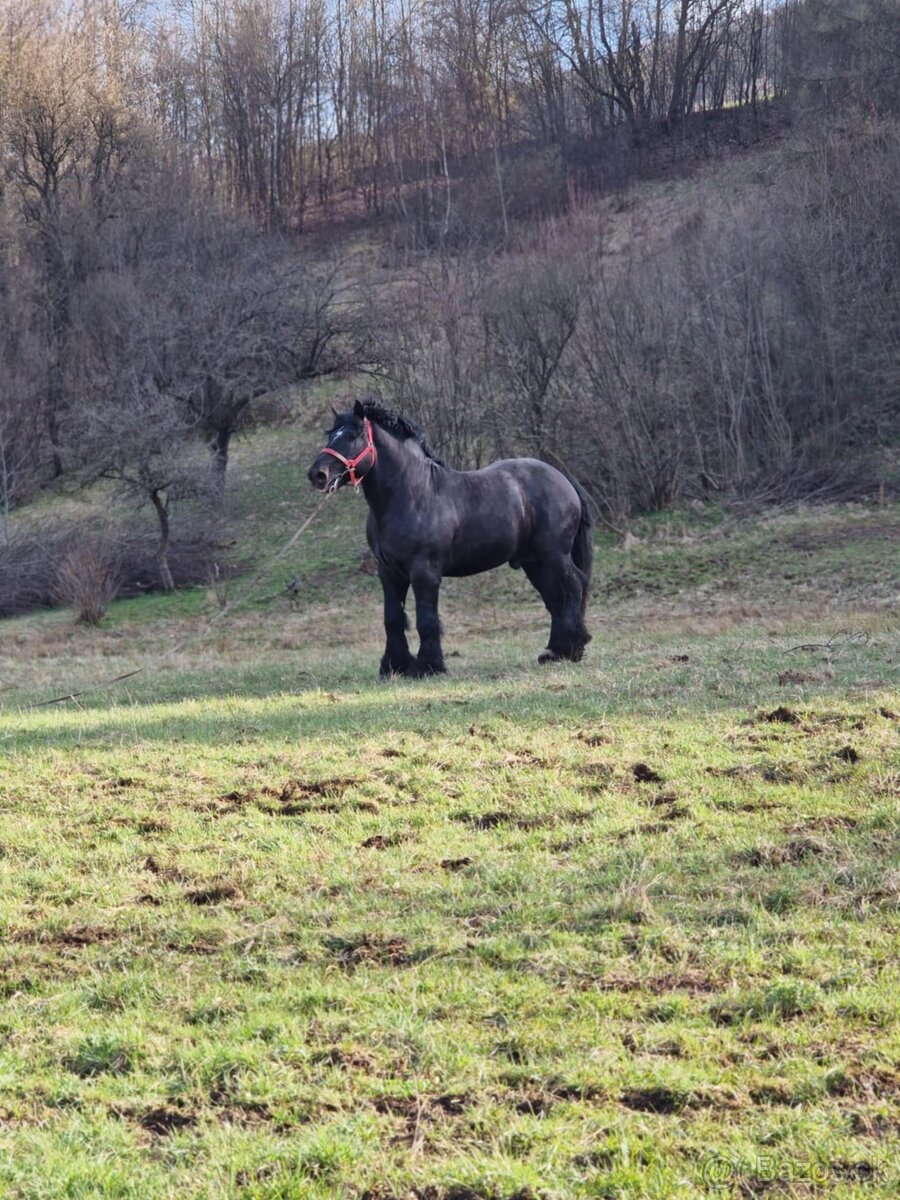 Predám čierneho žrebca - 4