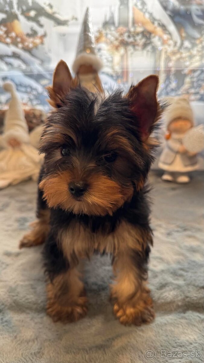 Mini Yorkshirsky Terier - 4