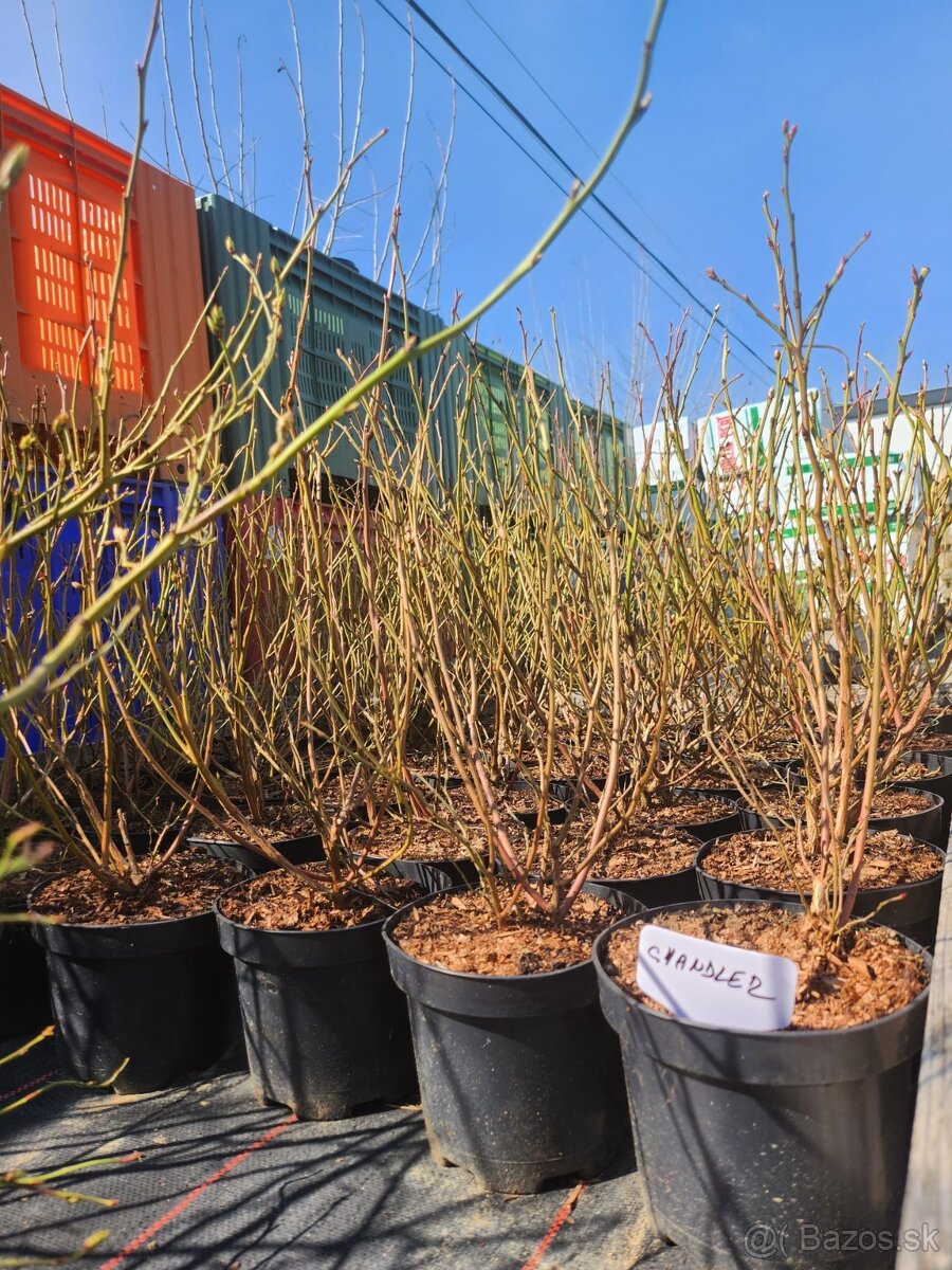 Predaj sadeníc čučoriedok kanadských - 4