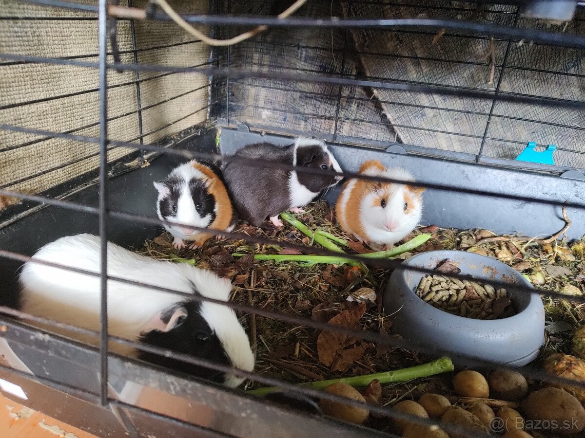 Darujeme morčátka - 4