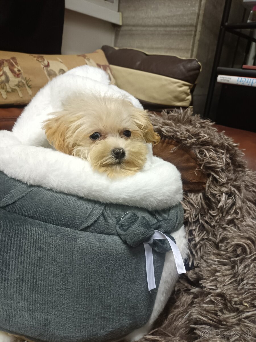 Maltipoo mini fenka do kabelky - 4