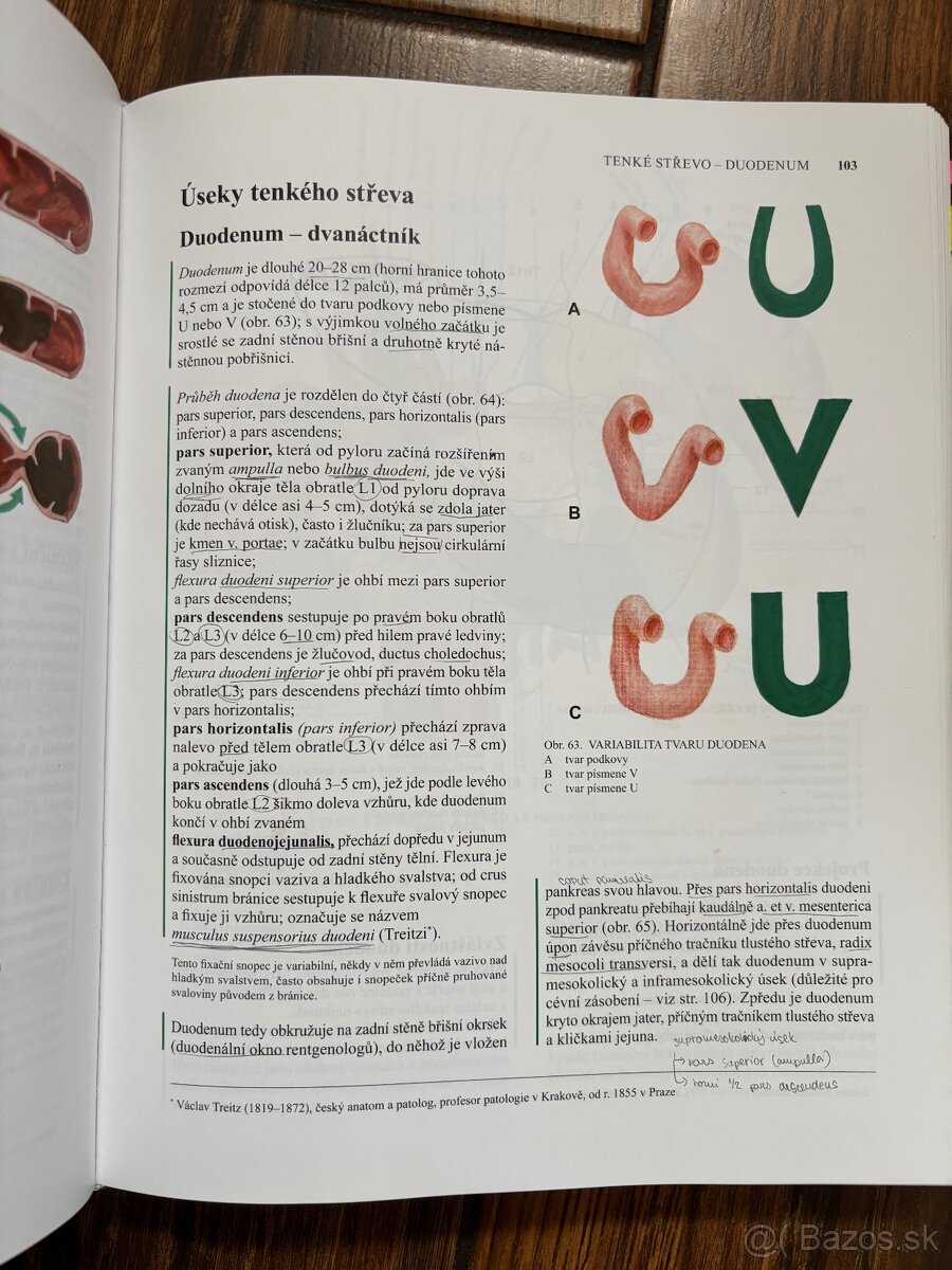 Anatomia Čihák 1,2,3 - 4
