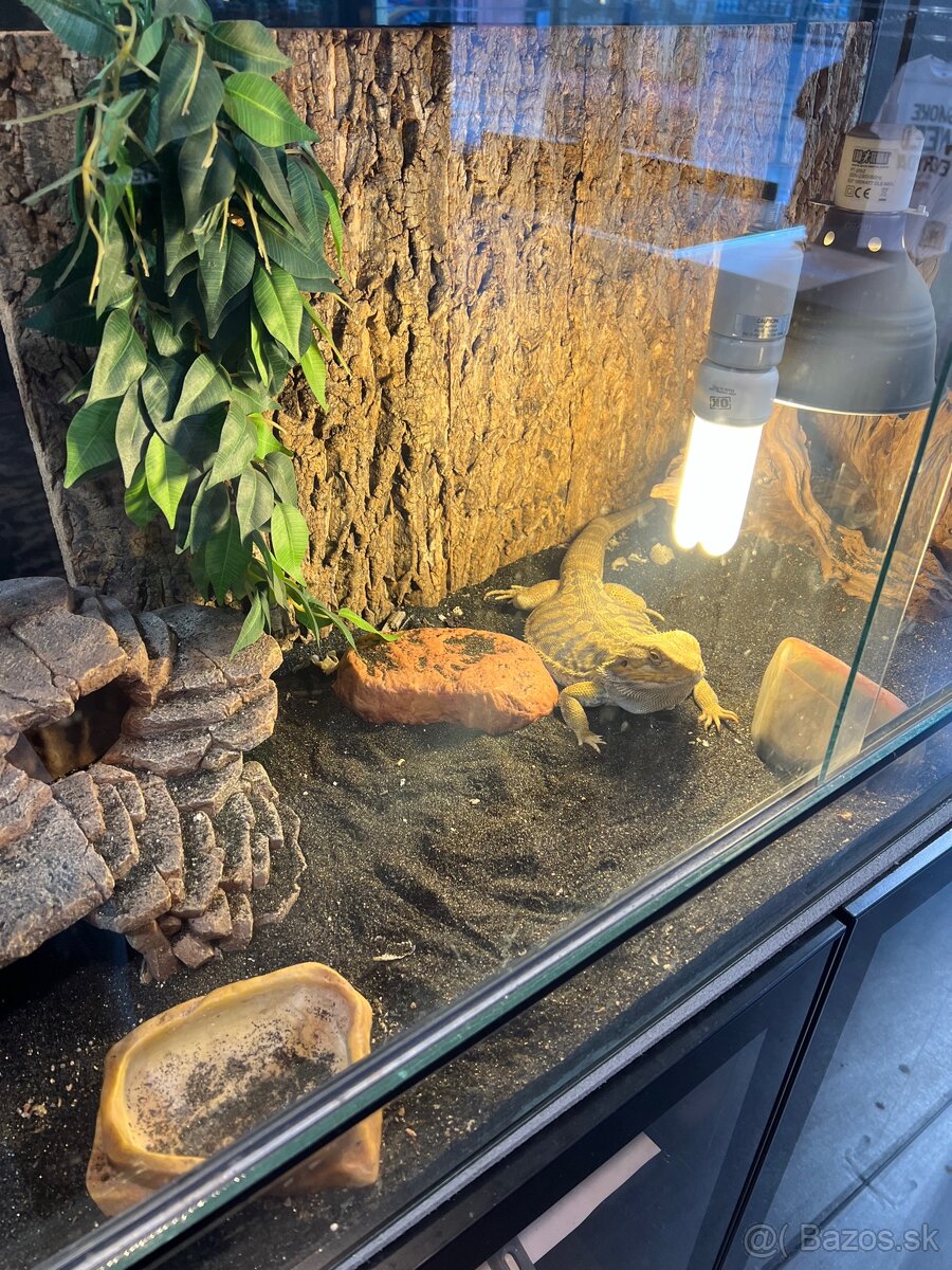 Agama bradata + terarium+skryna - 4