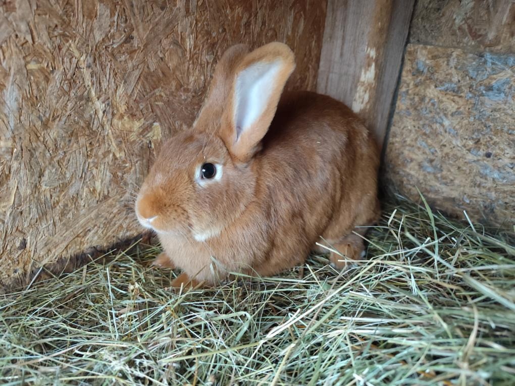 Burgunsky kralik - 4