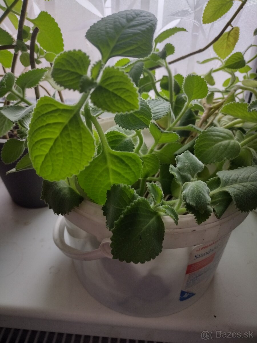 Nádchovník, rýmovník - 4