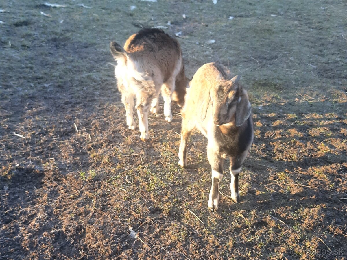 Predam capki 7 miesacy - 4