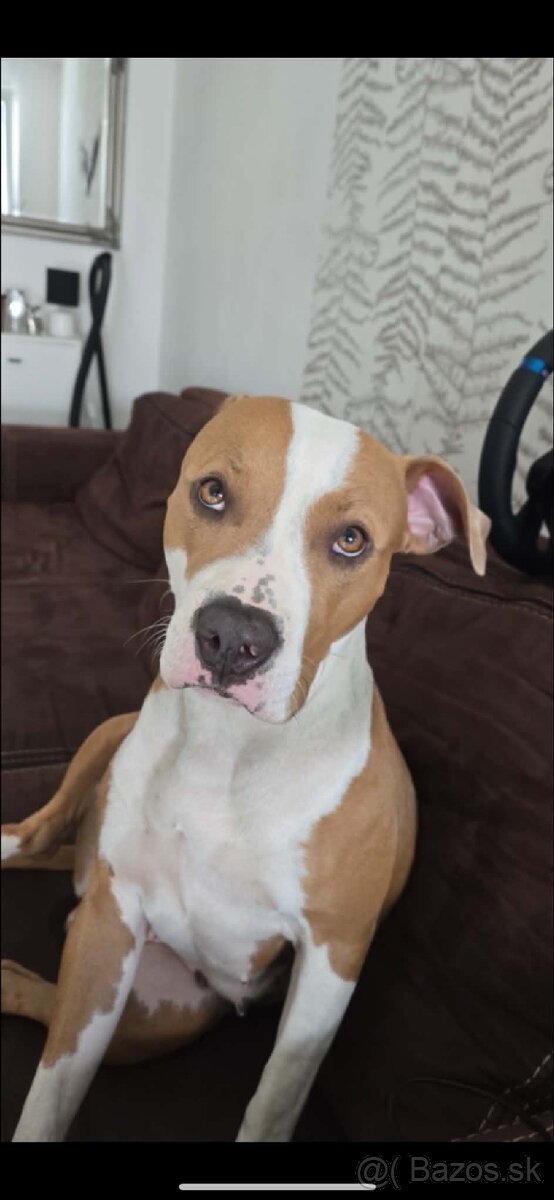 Red nose Pitbull - šteniatko - 4