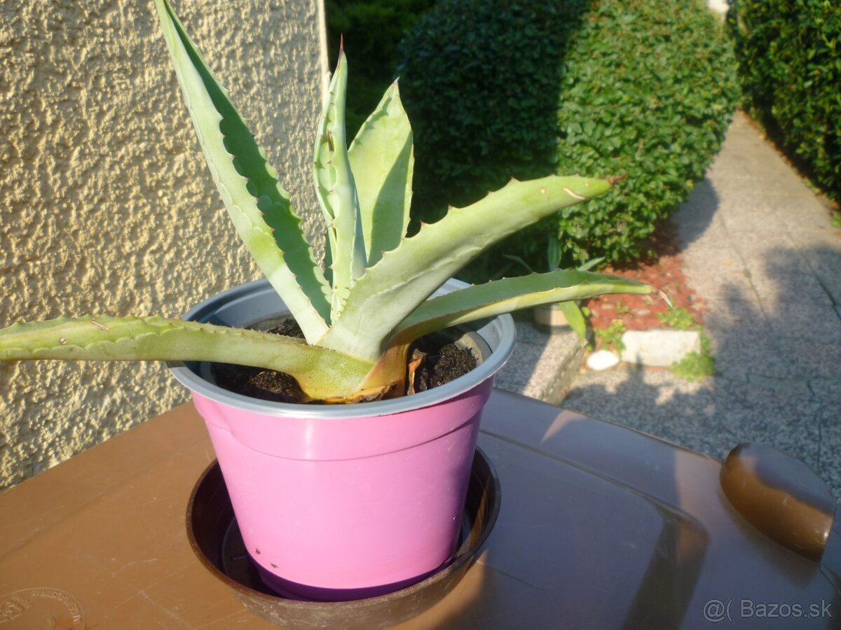 Agáve americká, bananovník - 4