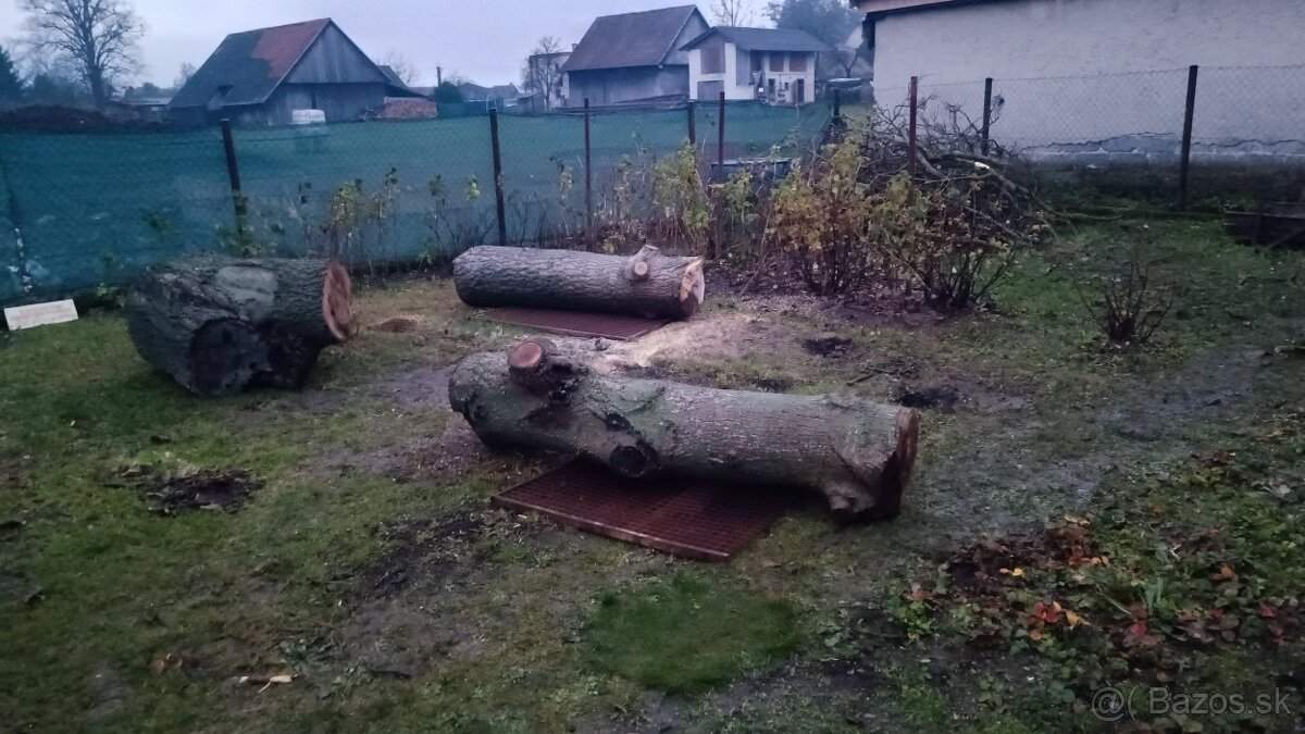 Orechové drevo - kmene na fošne, na nábytok - 4