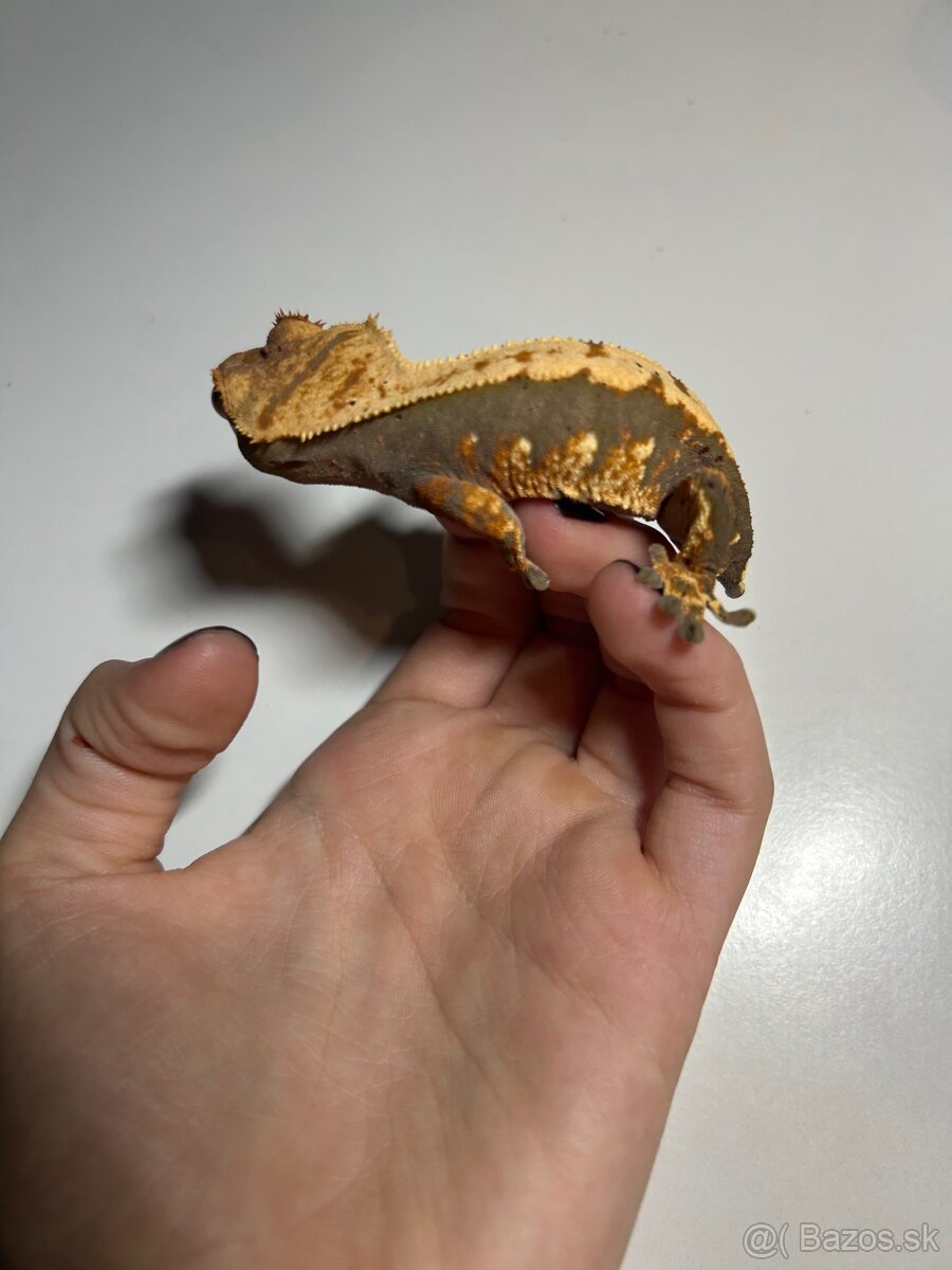 Mladé pagekony riasnaté - 4