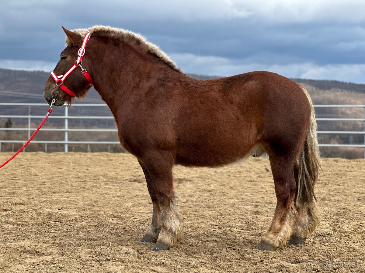 Švédsky ardén valach na predaj - 4