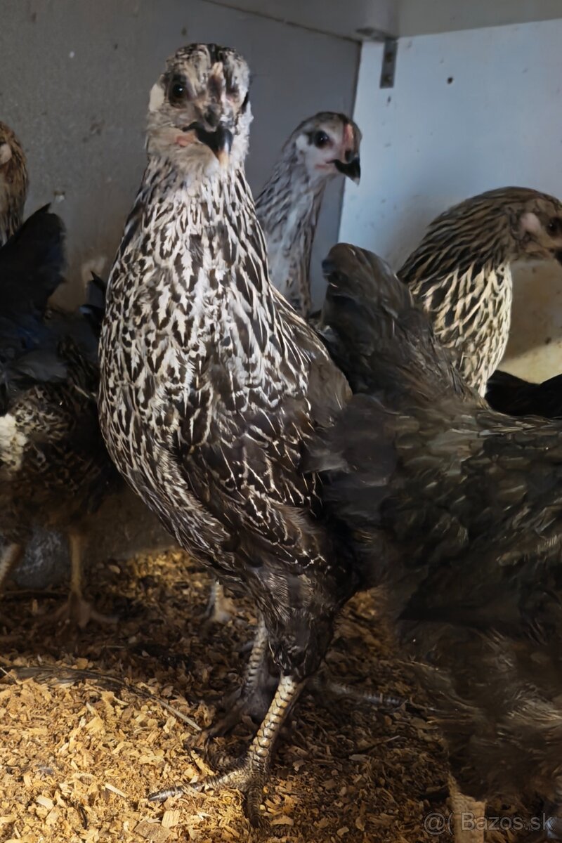 Nosnice, mládky - 4