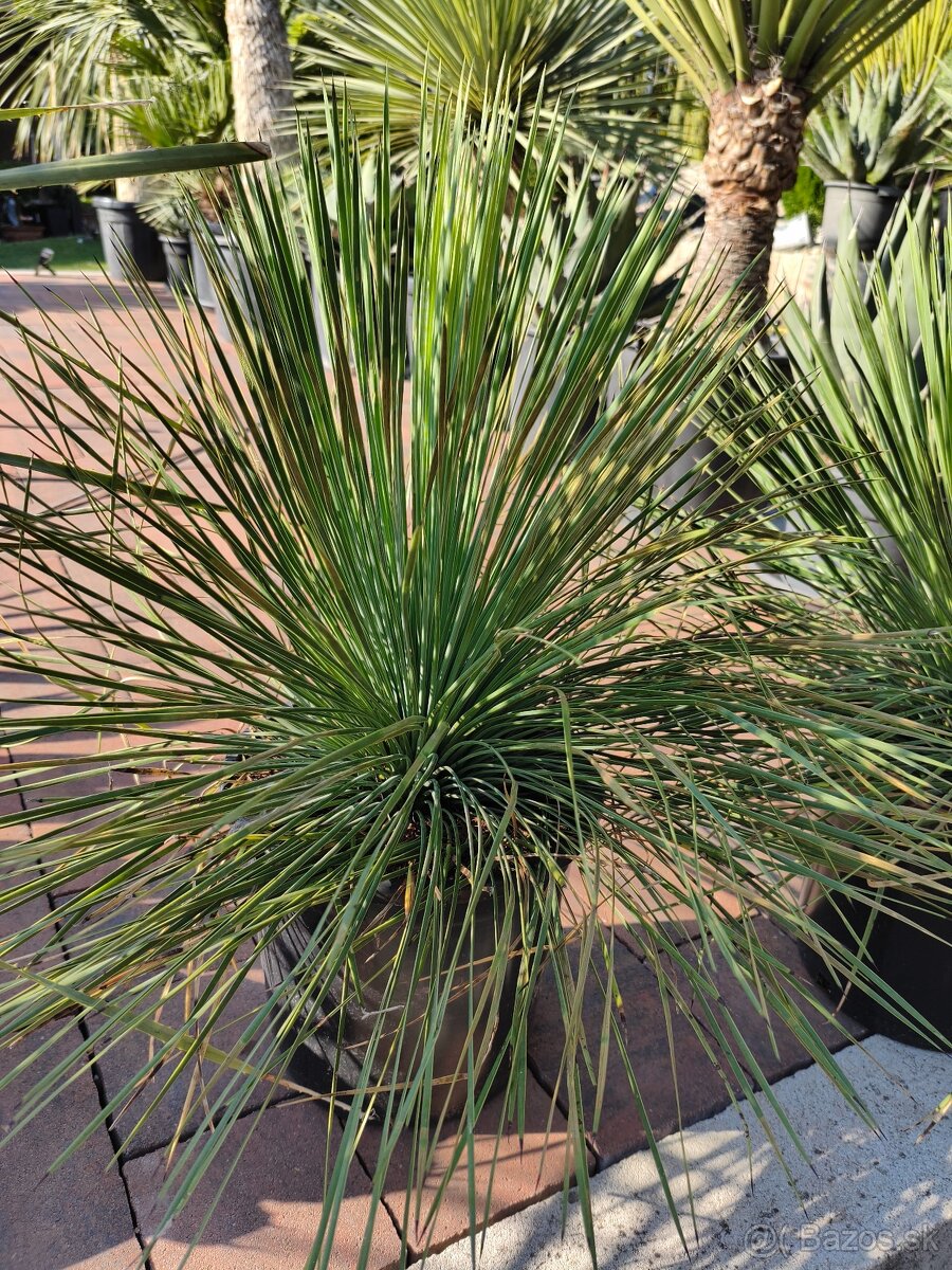 Yucca rostrata a menšie linearifolia - 4
