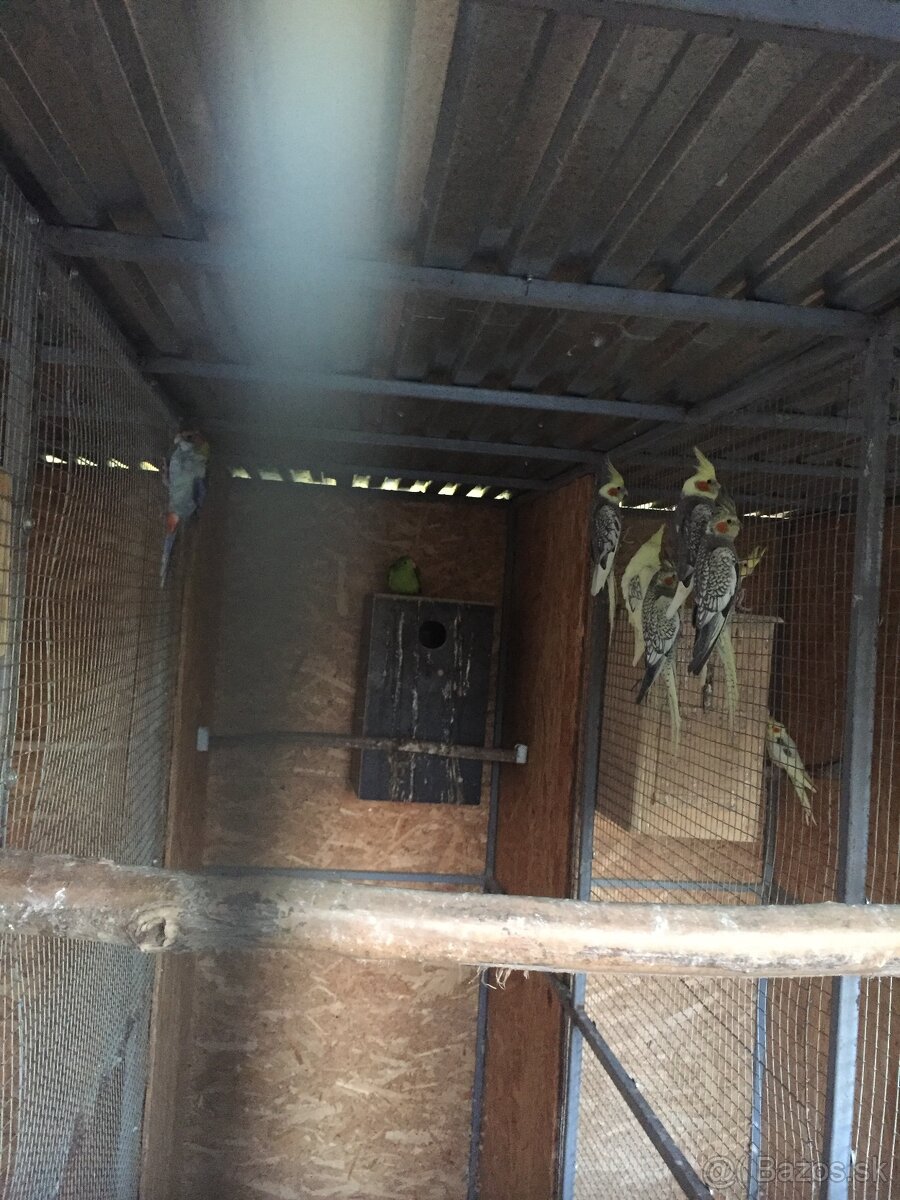 výstavné korely - 4