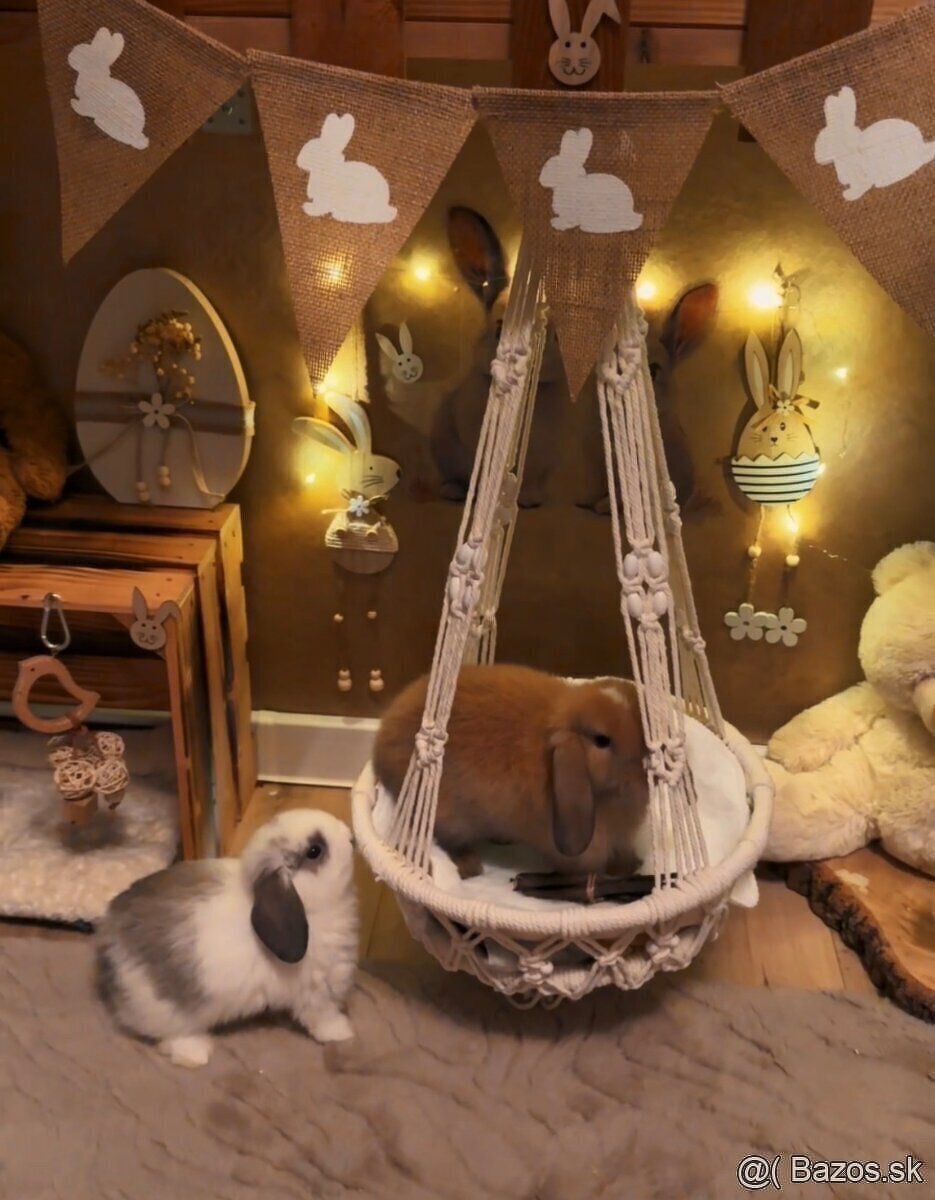 💛🌼 minilop králik 🌼💛🐰 - 4