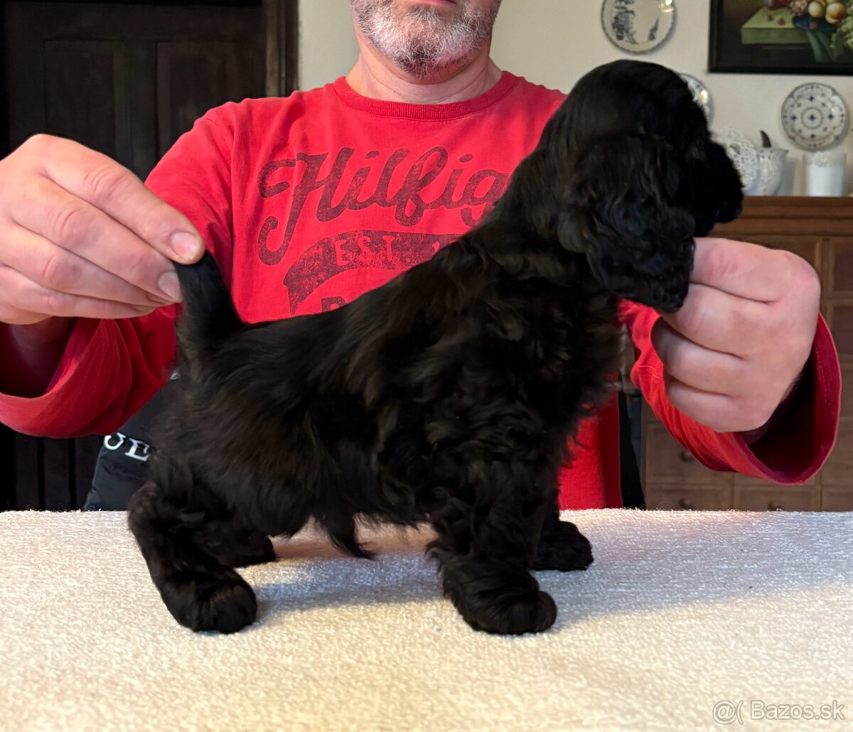 Americký kokerspaniel - 4