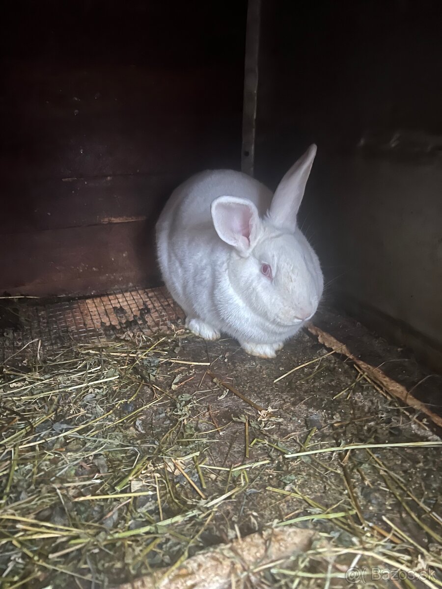 Predám zajace - 4