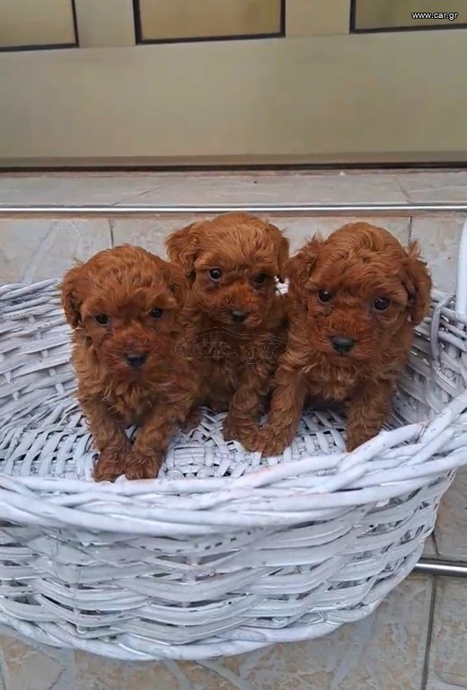 Toy pudel - sučka & psík - 4