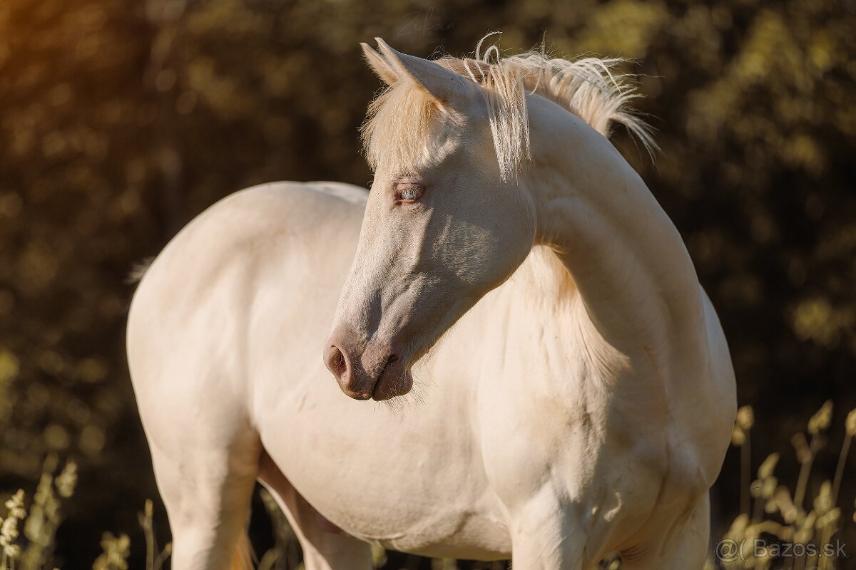 Predám ročného žrebčeka QH - 4