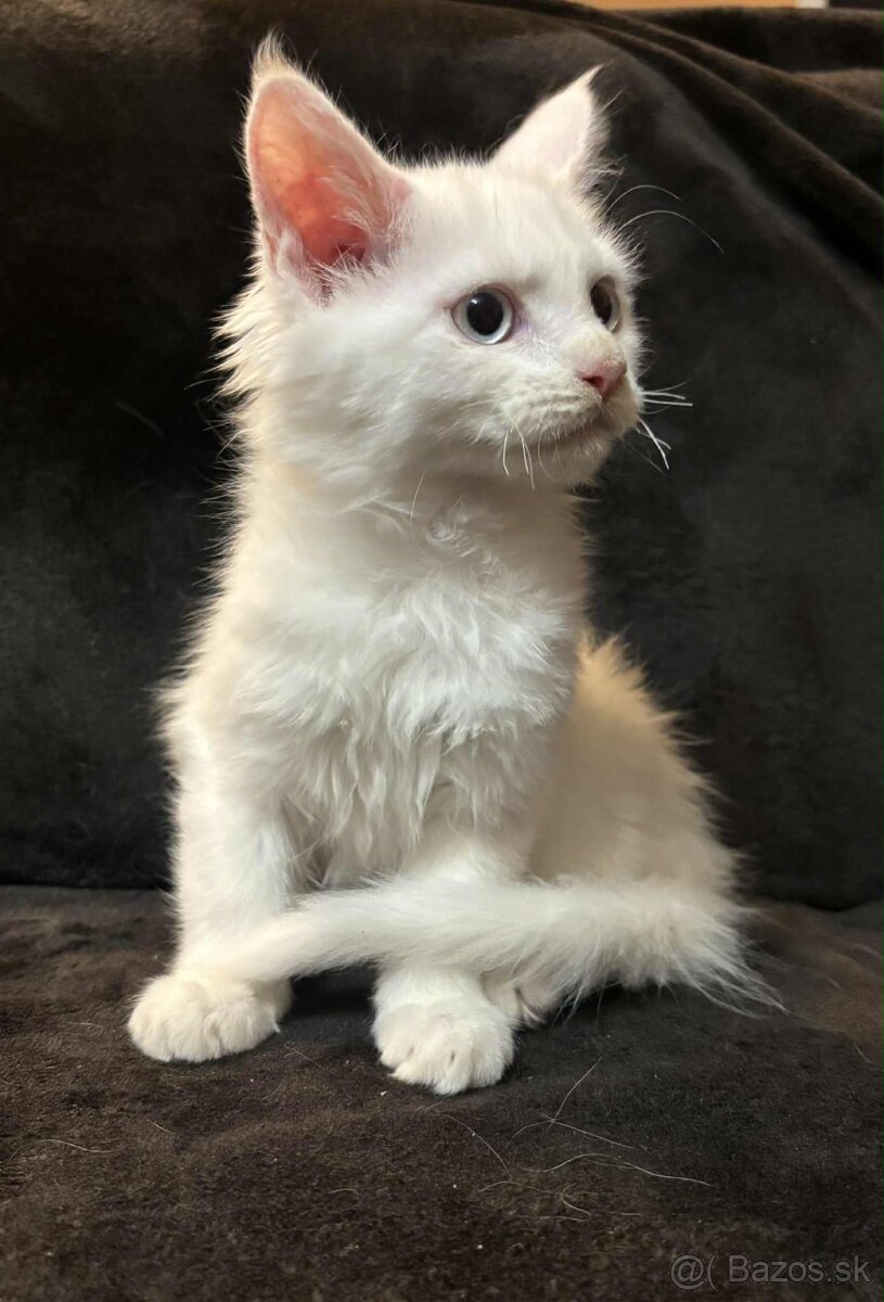 Mainská Mývalia, Maine Coon - 4