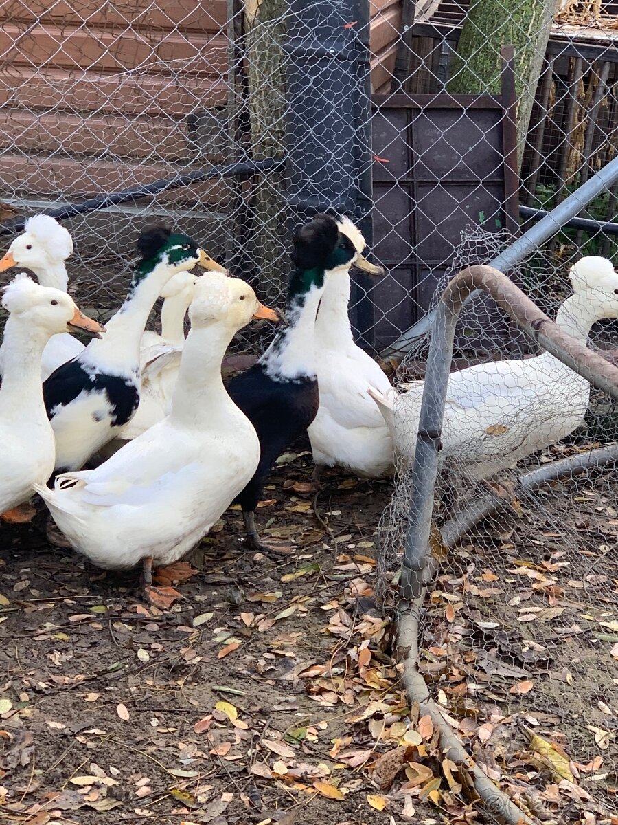 Chocholaté kačky - 4