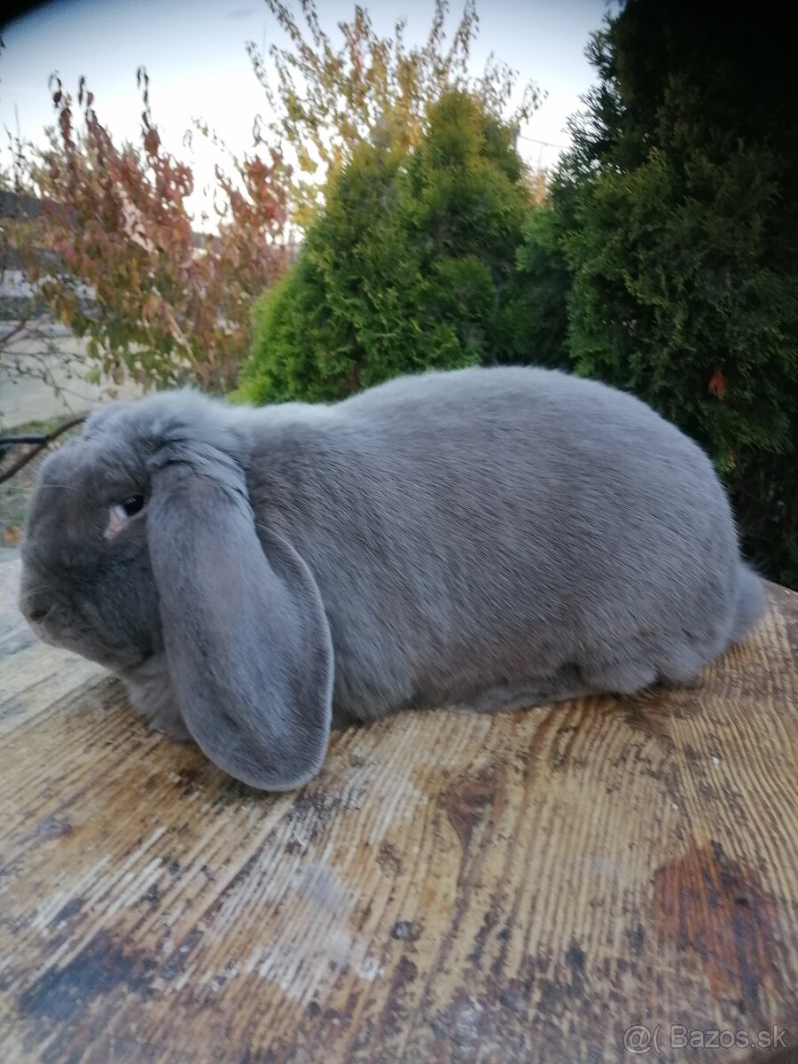 Francúzsky baran - 4