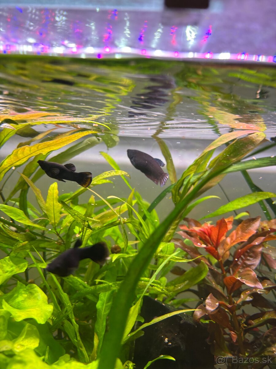 Darujem Bojovnice + Rajovec + Echinodorus red devil - 4