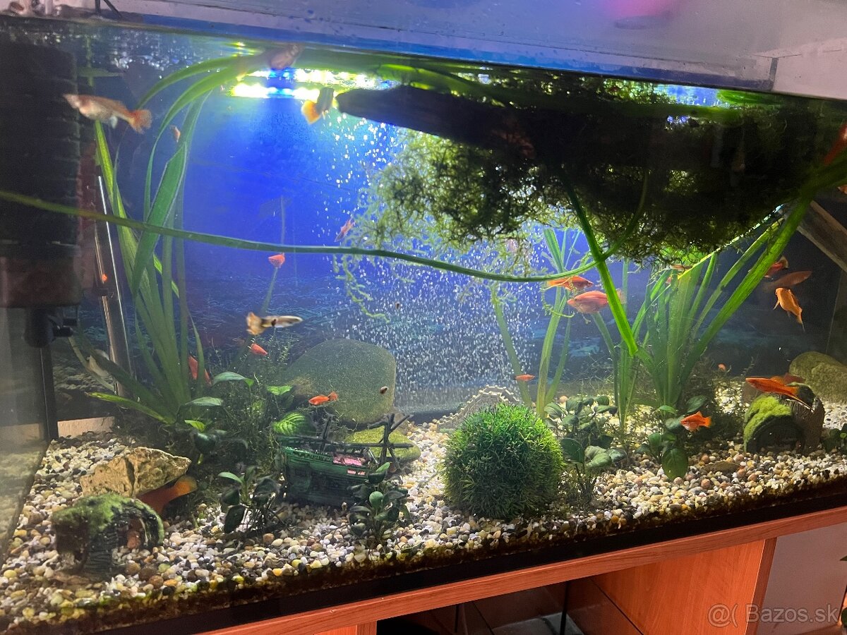 200 litrové akvárium + komplet zariadené s rybickami - 4