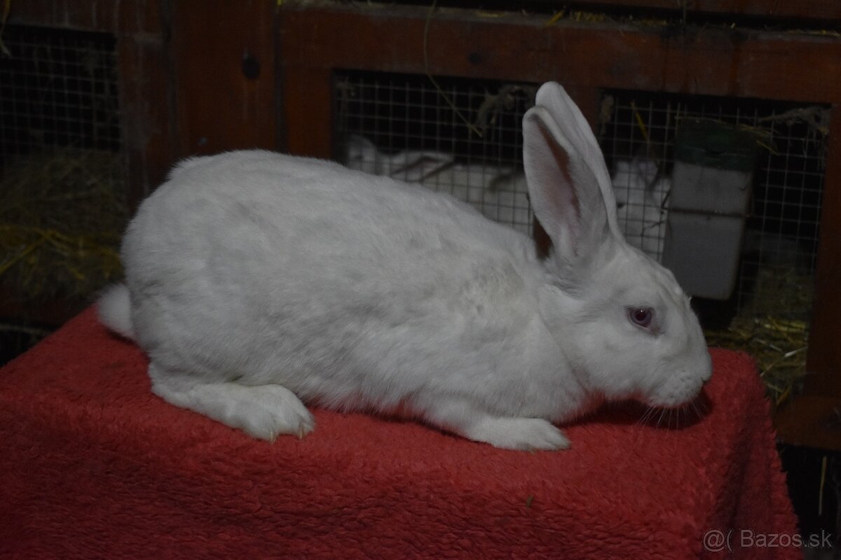 Predam Hyla samica - 4